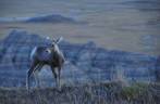 Pequeno veado no Badlands National Park, em South Dakota, nos Estados Unidos